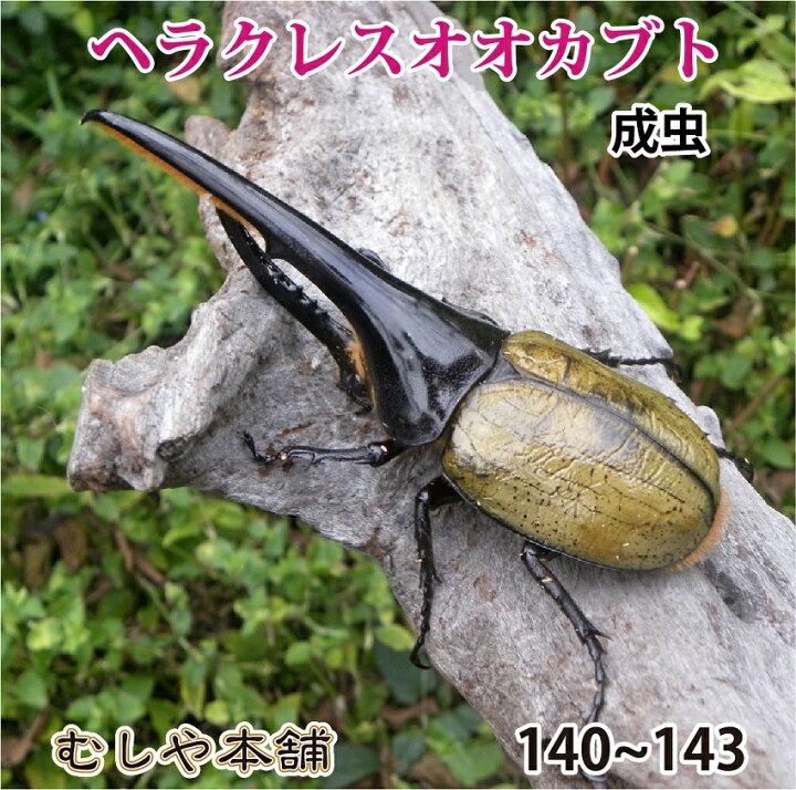 楽天市場 送料無料 大型 ヘラクレスオオカブト成虫 オス 140 143ミリ ヘラクレスヘラクレス 外国産 カブトムシ 昆虫 生体 ペット プレゼントに むしや本舗