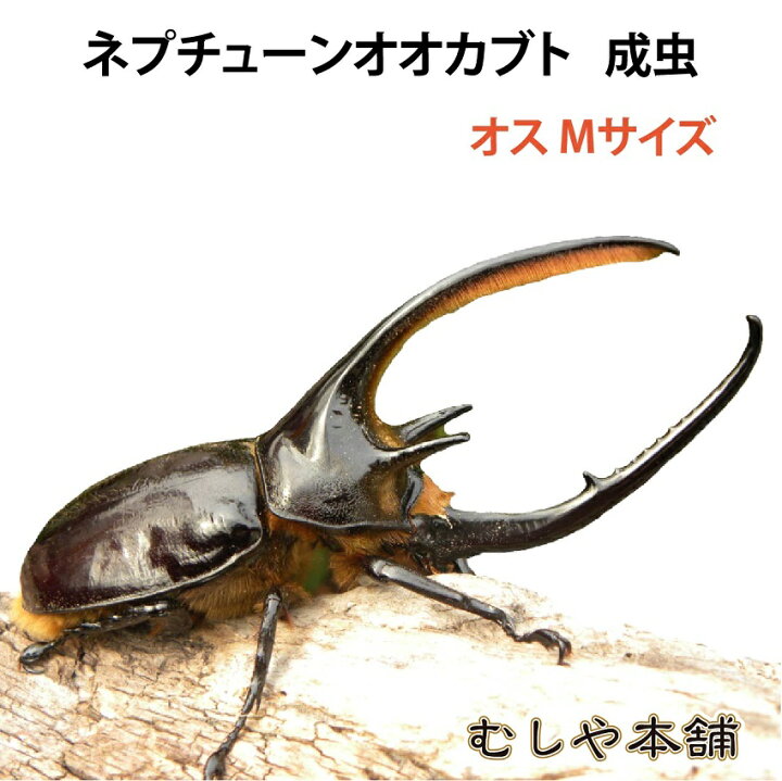 楽天市場】むしや本舗 ネプチューンオオカブト 成虫 オス単品 Mサイズ 