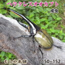 むしや本舗【大型！ヘラクレスオオカブト成虫 オス 150ミリ〜152ミリ（ヘラクレスヘラクレス）】ヘラクレス カブトム…