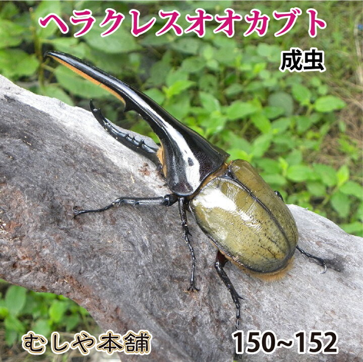 楽天市場】むしや本舗【大型！ヘラクレスオオカブト成虫 オス 150ミリ 