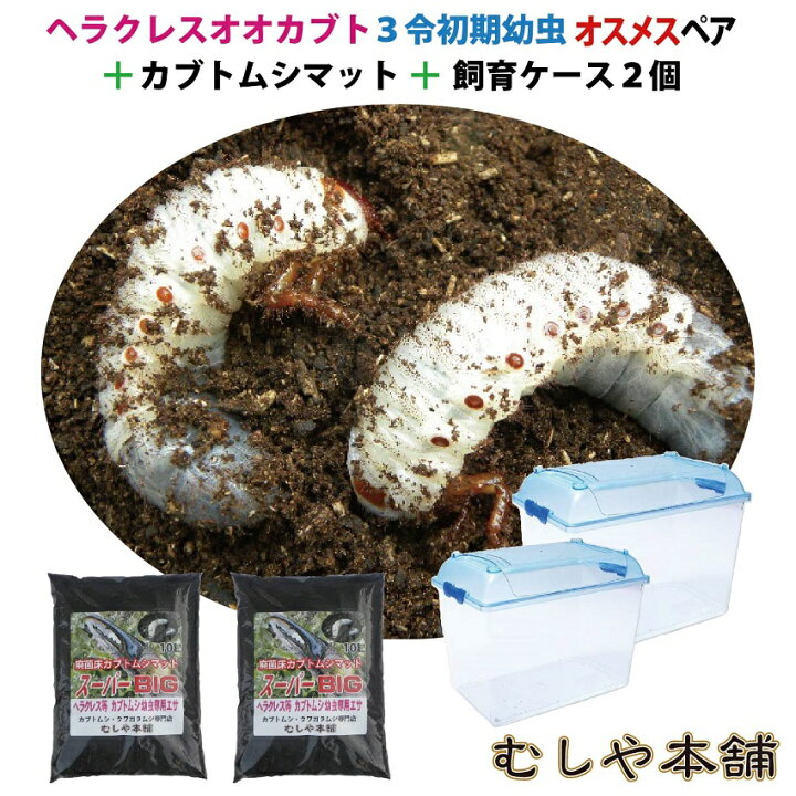 楽天市場 送料無料 カブトムシが選べる ヘラクレスオオカブト3令初期幼虫オスメスペア 昆虫マットl 飼育ケース2個のセット ヘラクレスヘラクレス Orヘラクレスリッキー むしや本舗
