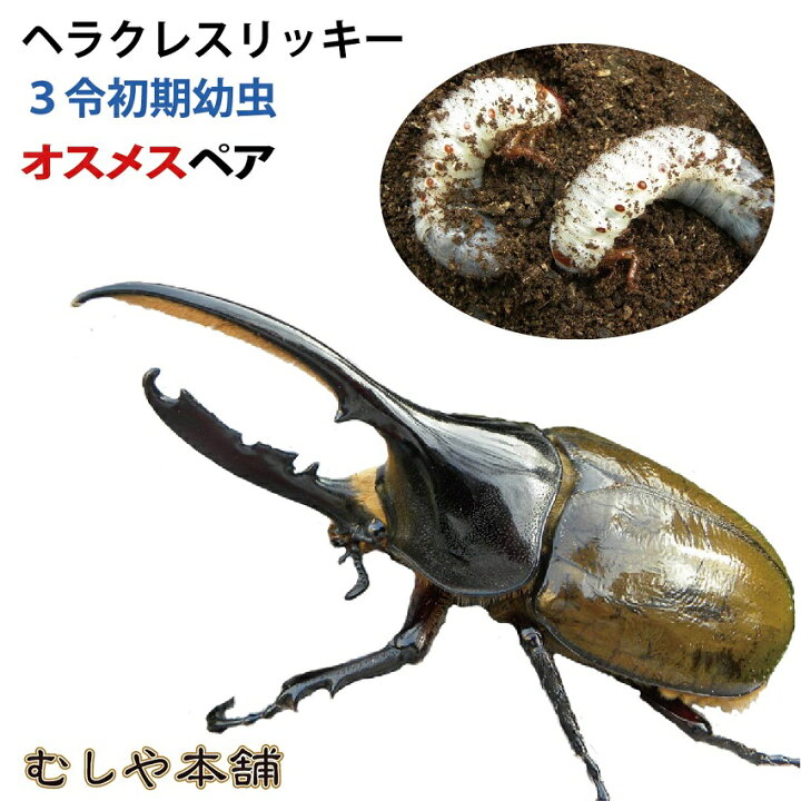 送料無料