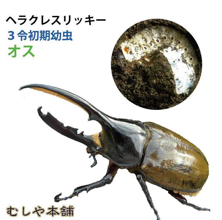 楽天市場】むしや本舗 ヘラクレス・リッキー 幼虫（3令初期）オス単品 