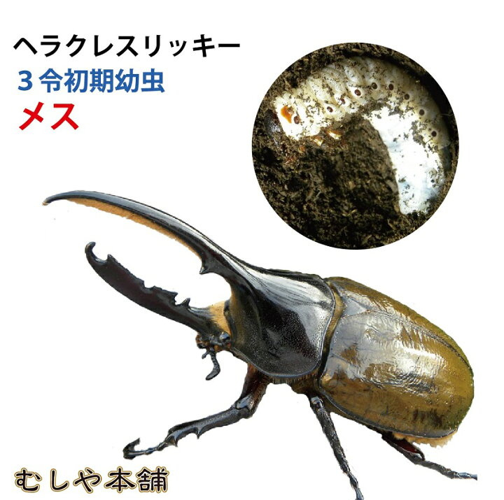 楽天市場】むしや本舗 ヘラクレス・リッキー 幼虫（3令初期）メス単品 