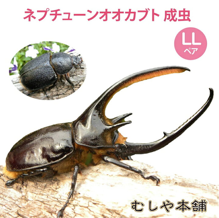 楽天市場】むしや本舗 ネプチューンオオカブト 成虫 オスメスペア LL 