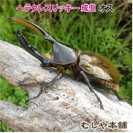 むしや本舗【ヘラクレスリッキー成虫　オス　130ミリ〜139ミリ】外国産／カブトムシ／生体／昆虫／プレゼントに！