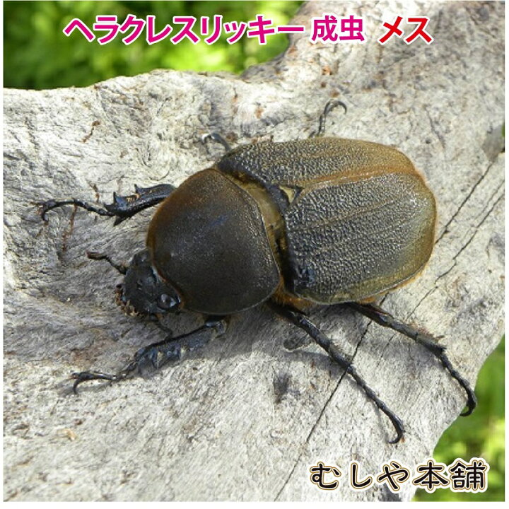 楽天市場 送料無料 ヘラクレスリッキー成虫 メス 40ミリ 59ミリ 外国産カブトムシ 生体 昆虫 プレゼントに むしや本舗