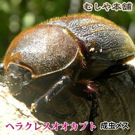 むしや本舗 ヘラクレスオオカブト 成虫 メス単品 ヘラクレスヘラクレス カブトムシ 昆虫 生き物 飼育 生…