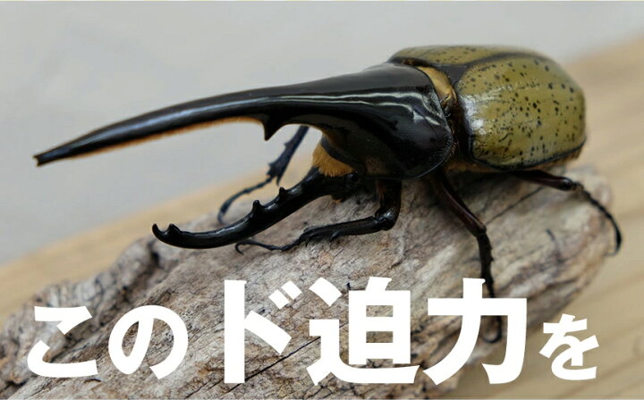 送料無料