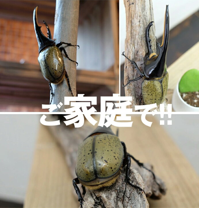送料無料