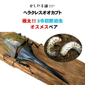 むしや本舗 ヘラクレスオオカブト（ヘラクレスヘラクレス） 3令 初期 幼虫 オスメスペア カブトムシ カブトムシ幼虫 ヘラクレス幼虫 ヘラクレス オス メス ペア 極太 大型 飼育 観賞用 子供 自由研究 プレゼント