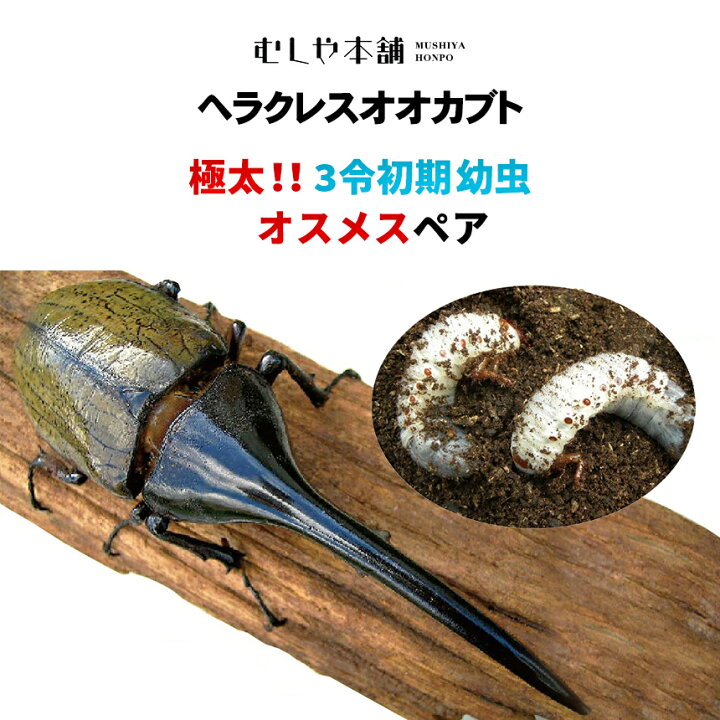 楽天市場】むしや本舗 ヘラクレスオオカブト（ヘラクレスヘラクレス 