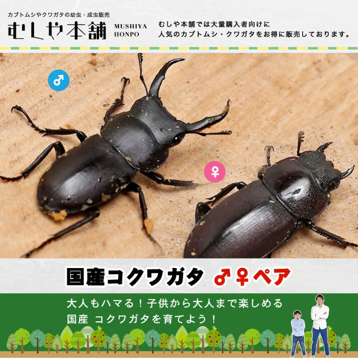 楽天市場】むしや本舗 国産コクワガタ成虫 オスメス 2ペア (4匹) 昆虫 