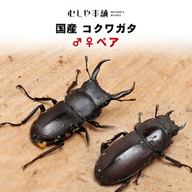 送料無料！「国産コクワガタ成虫 オスメス 2ペア（4匹）」昆虫 クワガタ 生体 ペット