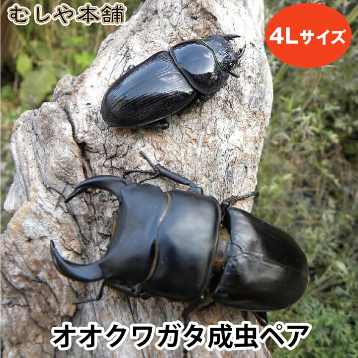 楽天市場】むしや本舗 新成虫！ 国産 オオクワガタ 成虫 オスメスペア 