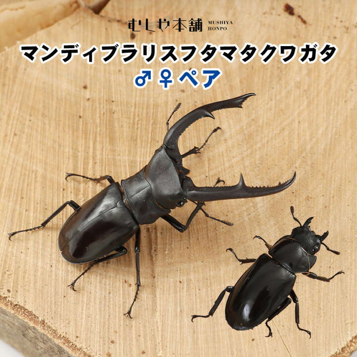 楽天市場】むしや本舗 マンディブラリスフタマタクワガタ成虫 