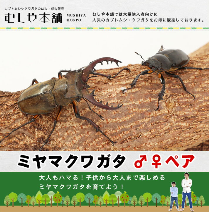 楽天市場】むしや本舗 国産 ミヤマクワガタ 成虫 オスメスペア 昆虫 