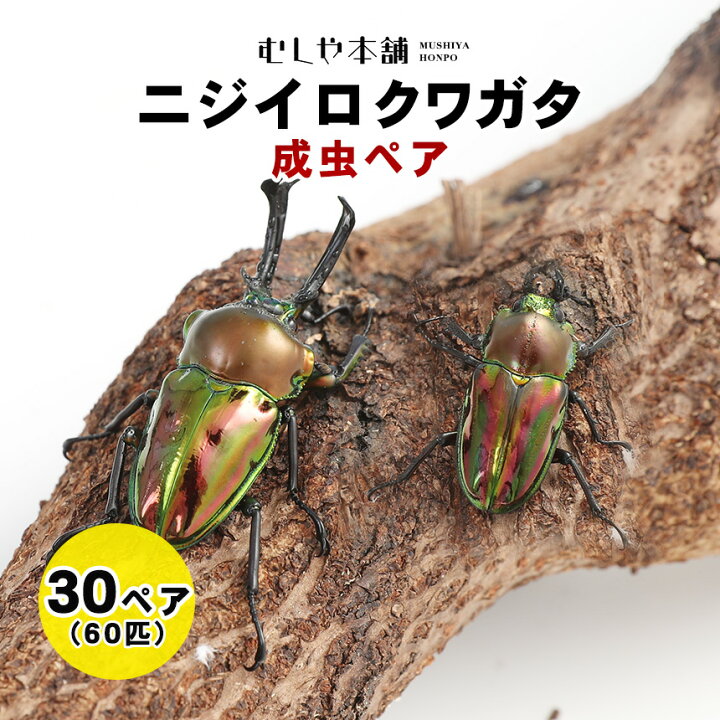 楽天市場】むしや本舗 ニジイロクワガタ 成虫 オスメスペア M〜Lサイズ 