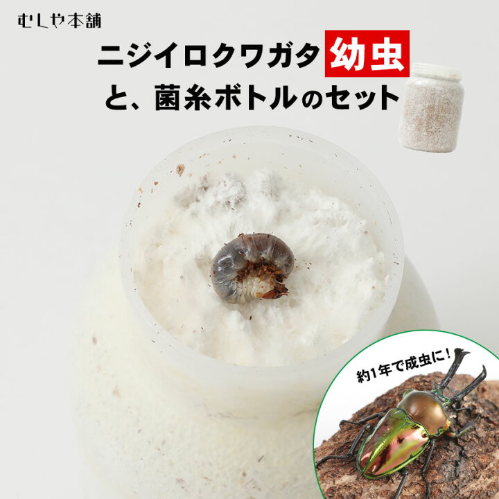 楽天市場】むしや本舗 ニジイロクワガタ 1令〜2令幼虫1頭+新鮮な菌糸 