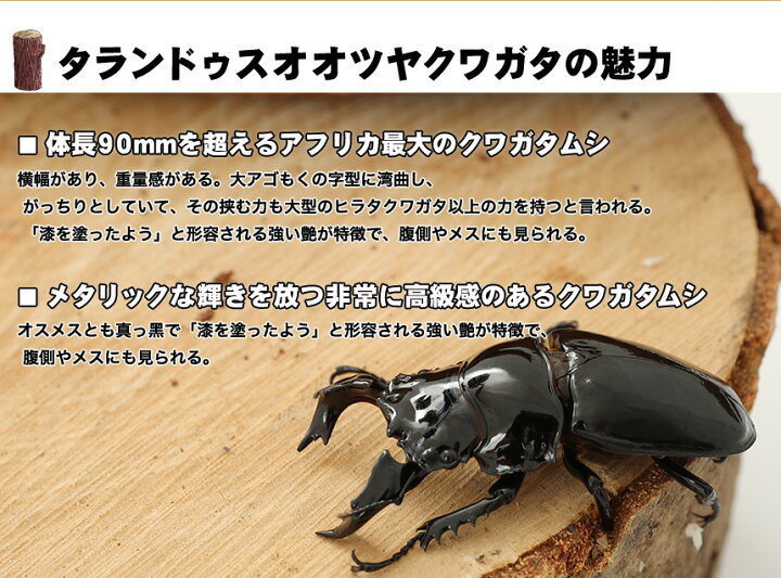楽天市場】むしや本舗 タランドゥス オオツヤクワガタ成虫 メス単品 各 