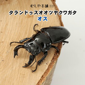 むしや本舗【タランドゥスオオツヤクワガタ オス単品 Lサイズ】クワガタ／タランドゥス／昆虫／ツヤクワガタ ペット ／生体