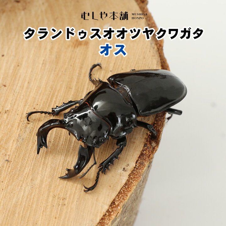 楽天市場】むしや本舗 タランドゥス オオツヤクワガタ オス単品 