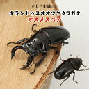 むしや本舗 タランドゥス オオツヤクワガタ オスメスペア クワガタ タランドゥス 昆虫 成虫 ツヤクワガタ クワガタ成…