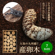 むしや本舗 産卵木 クヌギ オオクワガタ用産卵材 ブリード 九州産 国産 飼育 養殖 ペット 昆虫 幼虫 繁殖…