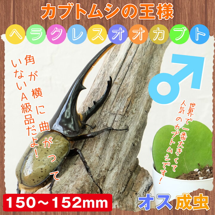 楽天市場】むしや本舗【大型！ヘラクレスオオカブト成虫 オス 150ミリ 