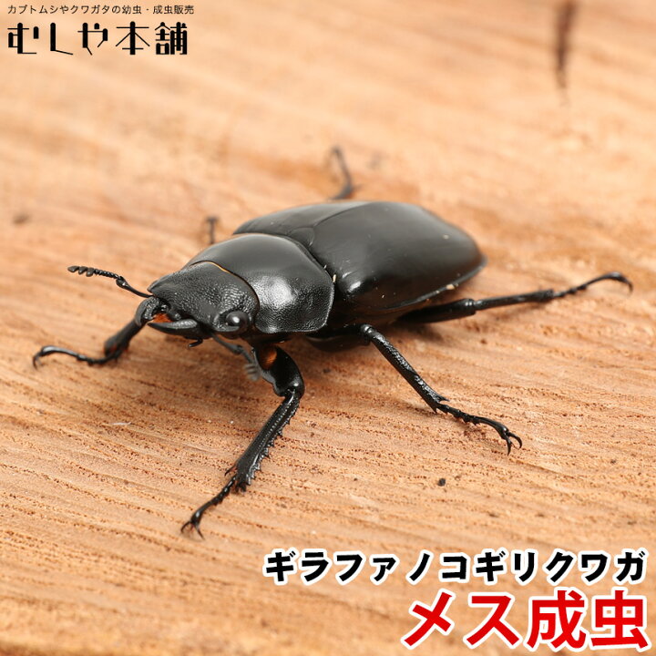 楽天市場 送料無料 ギラファノコギリクワガタ成虫 メス Llサイズ ブリード品 クワガタ ノコギリクワガタ 昆虫 ペット 生体 むしや本舗
