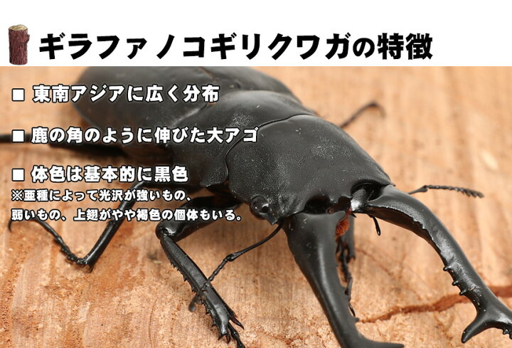 楽天市場】むしや本舗 ギラファノコギリクワガタ 成虫 オス単品 