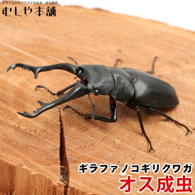 むしや本舗【ギラファノコギリクワガタ 成虫 オス単品 ブリード品】クワガタ／ノコギリクワガタ／ 昆虫／ ペット／ 生物／ギラファ