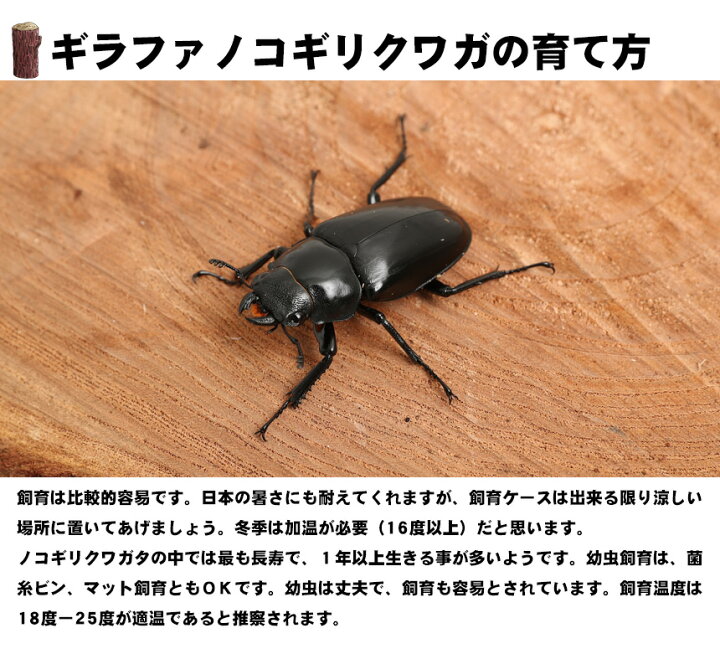 楽天市場】むしや本舗 ギラファノコギリクワガタ成虫 オスメスペア 各 