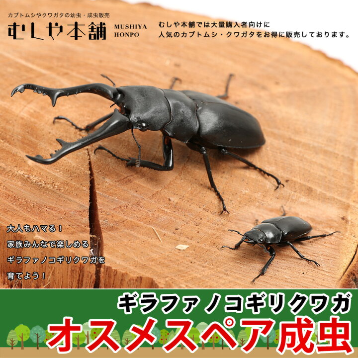 楽天市場】むしや本舗 ギラファノコギリクワガタ成虫 オスメスペア 各 