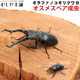 むしや本舗【ギラファノコギリクワガタ 成虫 オスメスペア ブリード品】クワガタ／ノコギリクワガタ／ 昆虫／ ペット／ 生物／ギラファ