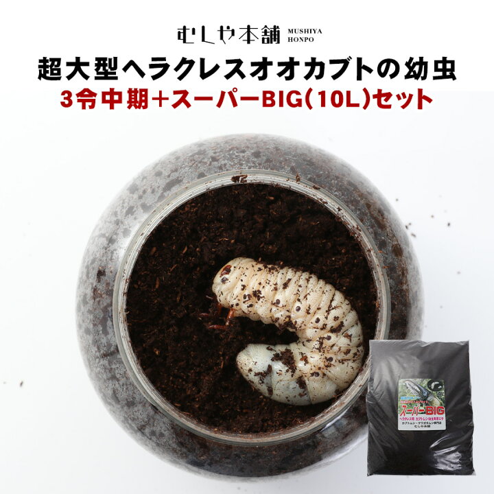 楽天市場】むしや本舗 超大型 160ミリ種親からの子孫 ヘラクレス 