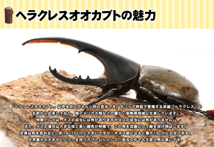 楽天市場 送料無料 超大型160ミリ種親の子孫 ヘラクレスオオカブトの幼虫 メス単品 3令初期 むしや本舗