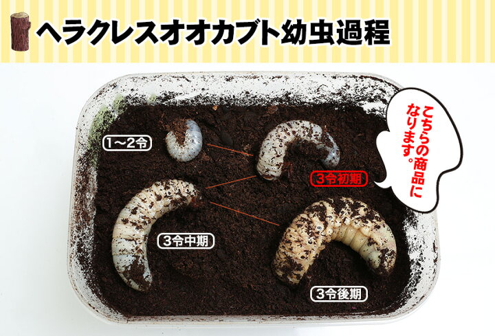 楽天市場】むしや本舗 超大型160ミリ種親の子孫 ヘラクレスオオカブト 