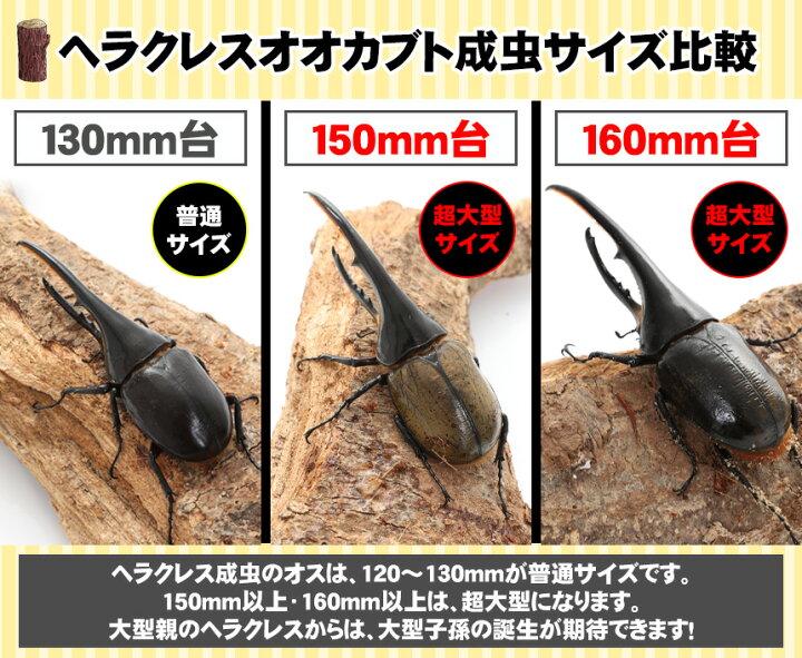 楽天市場 送料無料 超大型170ミリ種親の子孫 ヘラクレスオオカブトの幼虫 オスメスペア 3令初期 カブトムシ幼虫 むしや本舗