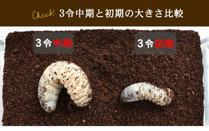 楽天市場】むしや本舗 ヘラクレスオオカブト 3令幼虫ペア (初期・中期 