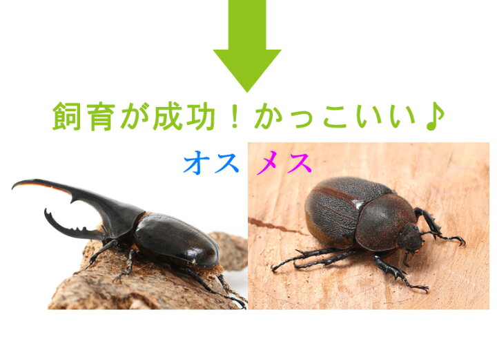 楽天市場】むしや本舗 ヘラクレスオオカブト 3令幼虫ペア (初期・中期 