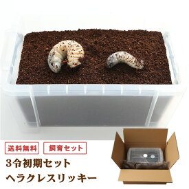 むしや本舗 ヘラクレスリッキー 幼虫 オスメスペア（3令初期）+ 飼育セット 昆虫 カブトムシ ヘラクレス ペット リッキー 飼育 容器 セット 生き物 オス メス ペア 生体 飼育 観賞用 子供 親子 初心者 夏休み 趣味 自由研究 ギフト プレゼントに