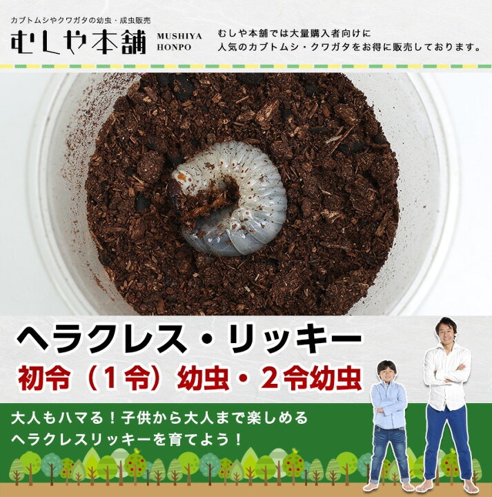 楽天市場】むしや本舗 ヘラクレスリッキー 幼虫（1=2令）3頭セット 