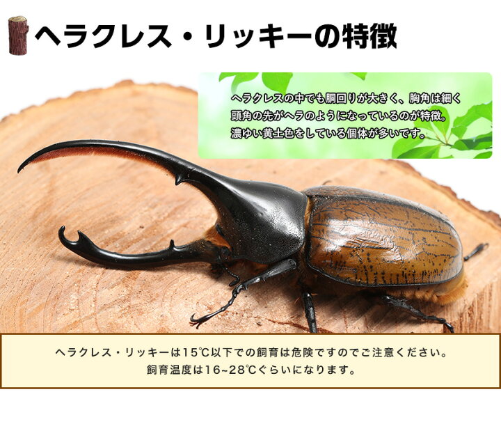 楽天市場】むしや本舗 ヘラクレスリッキー成虫 オス単品 外国産 