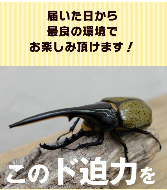 送料無料