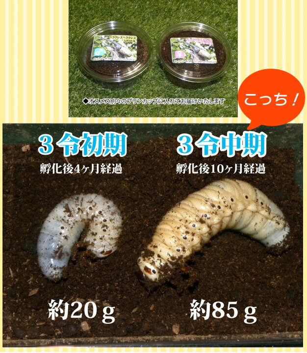 楽天市場】むしや本舗 ヘラクレスオオカブト3令中期幼虫オスメスペア+ 
