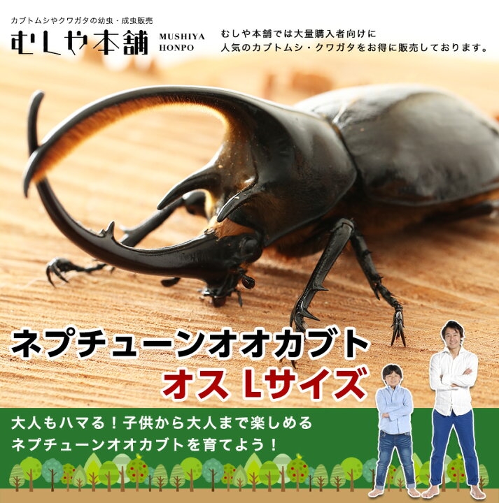 楽天市場】むしや本舗 ネプチューンオオカブト 成虫 オス Lサイズ 外 