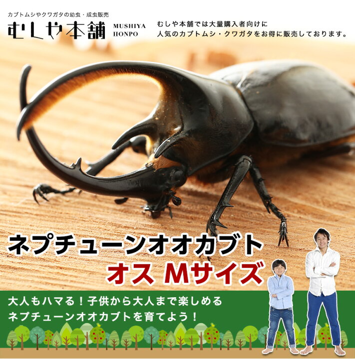 楽天市場】むしや本舗 ネプチューンオオカブト 成虫 オス単品 Mサイズ 
