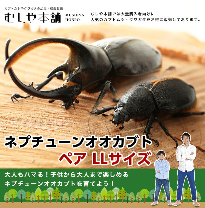 楽天市場】むしや本舗 ネプチューンオオカブト 成虫 オスメスペア LL 