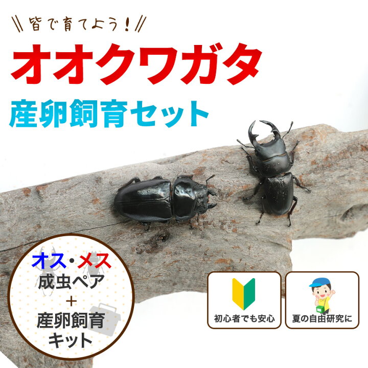 楽天市場】むしや本舗 ペアリング用! 国産 オオクワガタ 成熟成虫 
